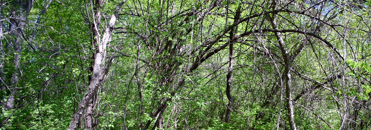 Earth Day Event Sponsored by Zazim, Climate and Social Action at CoM